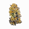 Close-up image of a cannabis bud featuring dense trichomes and vibrant orange pistils.