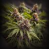 Close-up of vibrant cannabis flowers with purple hues and rich green foliage.