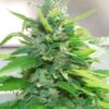 Cream Cheese Regular type seeds from Cream of the Crop Seeds.