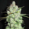 Von Cream of the Crop Seeds Cream Cheese.Close-up of a mature cannabis bud displaying dense trichomes and scattered green leaves.