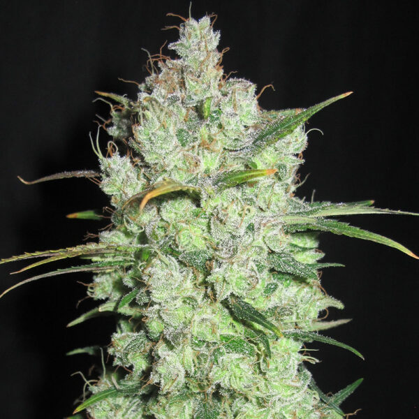 Von Cream of the Crop Seeds Cream Cheese.Close-up of a mature cannabis bud displaying dense trichomes and scattered green leaves.