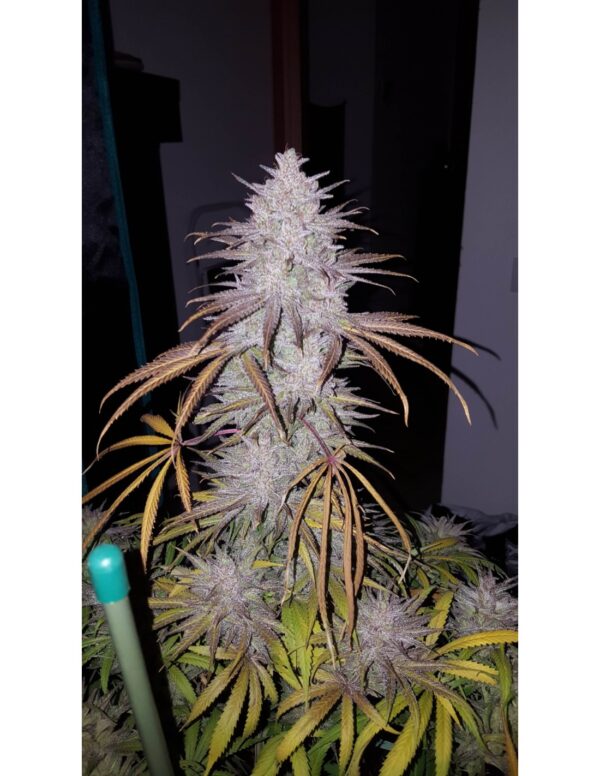 Close-up of a mature cannabis plant with a prominent central cola covered in frosty trichomes and surrounded by yellowing leaves.
