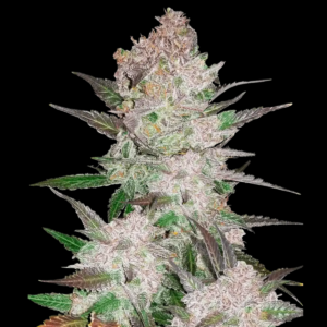 Cream Cookies Seeds Automatic type from Fast Buds Seeds.