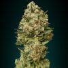 Critical Feminized Type Seeds from Advanced Seeds