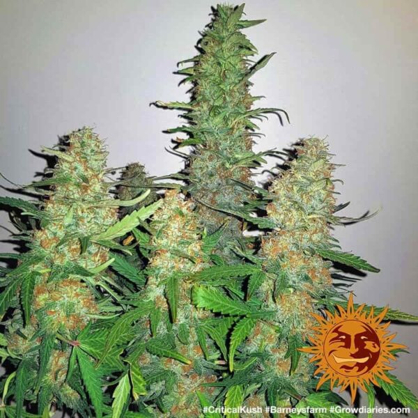 Tall cannabis plant with dense clusters of trichome-covered buds interspersed with vibrant green leaves.