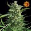 Seeds Critical Kush Regular type from Barneys Farm Seeds.
