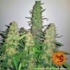 A close-up image of a mature Critical Kush cannabis plant with dense, trichome-covered buds surrounded by vibrant green leaves.