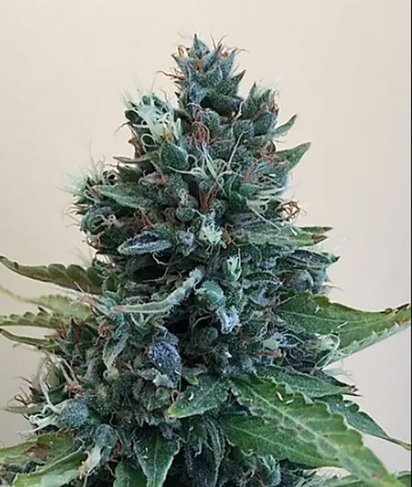 Von Cream of the Crop Seeds Cropolope.Close-up of a densely packed cannabis flower with trichomes and orange pistils, surrounded by serrated leaves.
