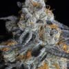 Seeds Crystal Gelato type Feminized from Big Head Seeds