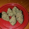 Von Big Head Seeds Crystal Gelato.Dried cannabis buds arranged on a red plastic lid.