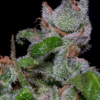 Close-up of a cluster of frosty, trichome-covered cannabis leaves with visible pistils.