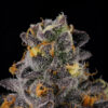 Close-up image of a cannabis bud covered in trichomes with visible orange pistils.