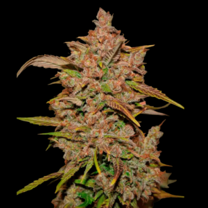 Crystal Meth Automatic seeds from Fast Buds Seeds