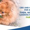 A fluffy Pomeranian dog examining a large cannabis leaf with text overlay reading "CBD and Cannabis for Dogs: Then, Now, and Looking Forward Part 1."