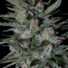 Von Big Head Seeds Dogstar Dawg.Close-up photo of a mature cannabis plant showcasing dense clusters of buds covered in white trichomes with visible pistils and serrated leaves.