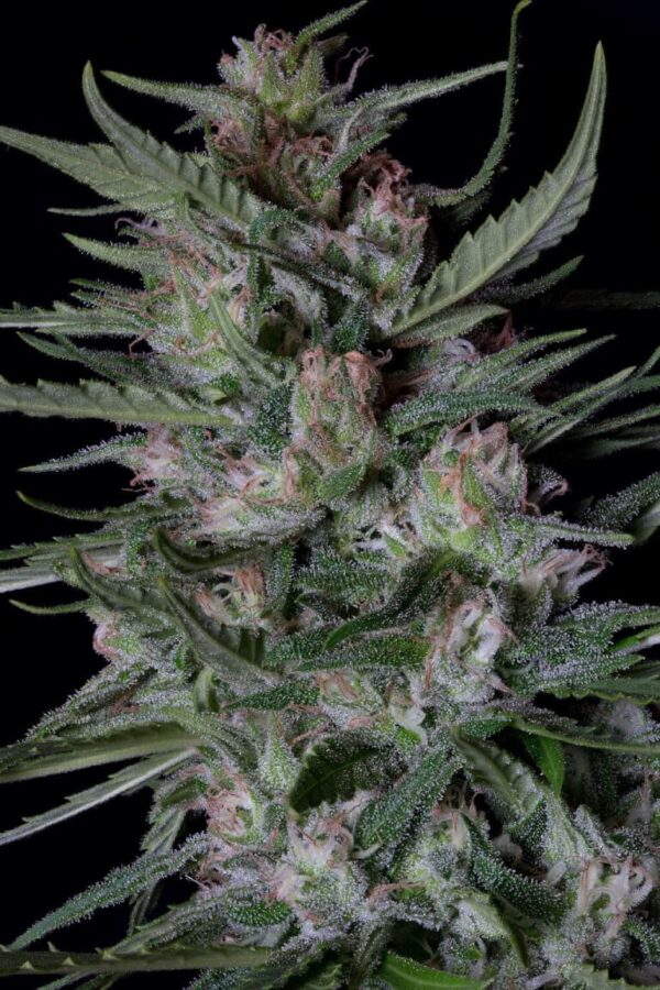 Von Big Head Seeds Dogstar Dawg.Close-up photo of a mature cannabis plant showcasing dense clusters of buds covered in white trichomes with visible pistils and serrated leaves.