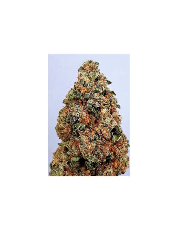 Close-up photo of a dense cannabis bud covered in trichomes with hues of green, orange, and brown.