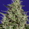 Close-up of a densely packed cannabis flower with abundant trichomes and sprawling pistils.
