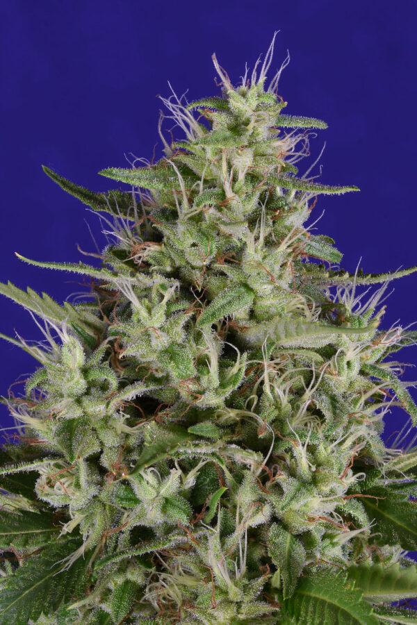 Close-up of a densely packed cannabis flower with abundant trichomes and sprawling pistils.