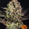 Seeds Dos Si Dos 33 Feminized type from Barneys Farm Seeds