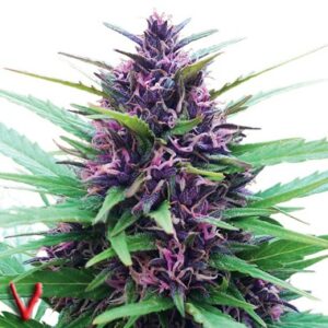 Seeds of the Feminized Twilight type from Dutch Passion Seeds.