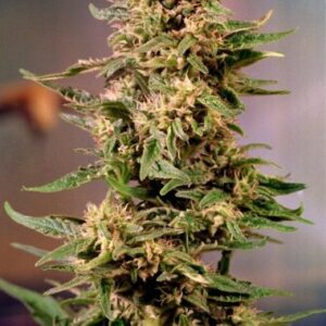 Seeds of the Voodoo strain, Regular type, from Dutch Passion Seeds.