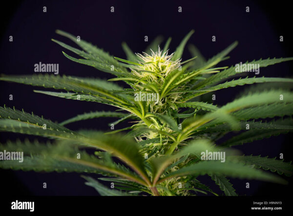 Close-up of a cannabis plant showing detailed serrated leaves and a budding flower at the center.