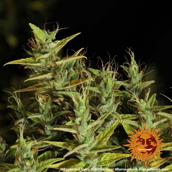 Close-up of dense clusters of mature cannabis buds with visible trichomes and orange pistils.