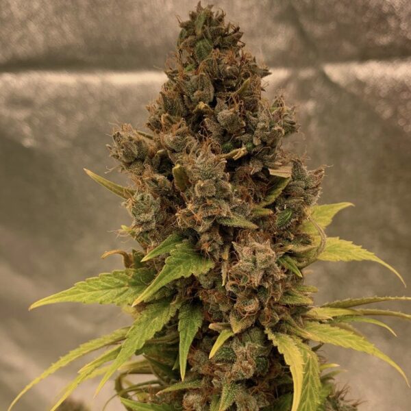 Close-up of a mature cannabis plant displaying a dense cluster of trichome-rich buds and vibrant green leaves.