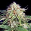 Fast Ryder II Automatic Seeds from Bulldog Seeds.