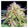 Von Bulldog Seeds Fast Ryder II.Close-up view of a mature cannabis bud heavily coated in trichomes, displaying vibrant green leaves and orange pistils.