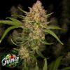 Close-up of a mature Guava Auto cannabis plant with dense, trichome-covered buds and vibrant green leaves.