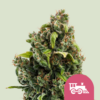 Close-up of a cannabis bud rich in trichomes with visible pistils and leaves, featuring a "no minors" symbol overlay in the bottom right corner.