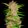 Fastberry Automatic seeds from Fast Buds Seeds.
