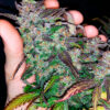 Von Fast Buds Seeds Fastberry Auto.A hand holding a large cannabis bud with vivid purple and green hues covered in trichomes.