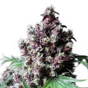 Frisian Duck type Feminized seeds from Dutch Passion Seeds.