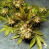 Regular Seeds Fruit of the Gods from Delta 9 Labs