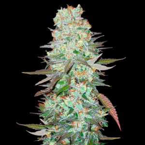 Seeds G14 Automatic type from Fast Buds Seeds