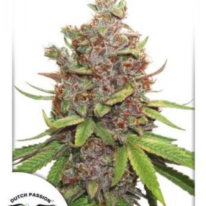 Automatic Glueberry OG seeds from Dutch Passion Seeds.