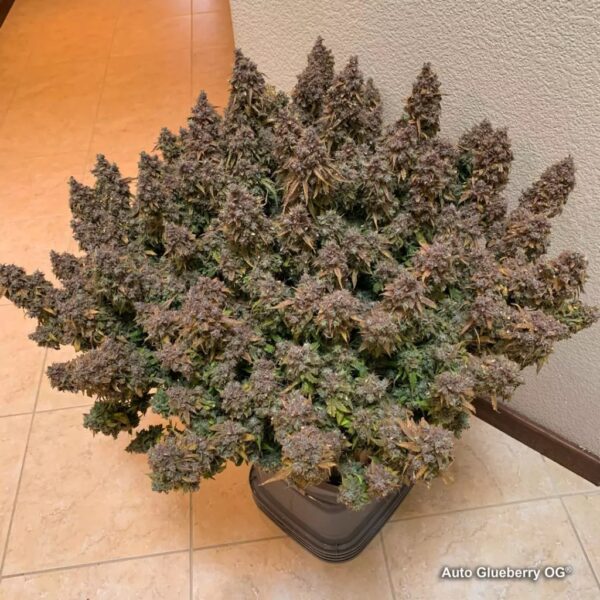 Von Dutch Passion Seeds Glueberry OG Auto.Large, lush cannabis plant with dense clusters of purple and green buds, labeled as Auto Glueberry OG, in a black pot.
