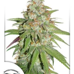 Glueberry OG Feminized seeds from Dutch Passion Seeds.