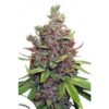 Von Dutch Passion Seeds Glueberry OG.A close-up of a cannabis plant with dense, trichome-coated buds and vibrant green leaves.