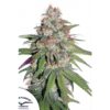Von Dutch Passion Seeds Glueberry OG.Close-up of a cannabis plant showing a mature bud covered in trichomes with visible purple and green leaves.