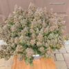 A large, lush cannabis plant with dense clusters of mature buds predominantly displaying a mix of purple and green hues, placed on a wooden surface with a label reading "Auto Glueberry OG".