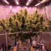 Indoor cannabis cultivation setup featuring mature plants under LED grow lights, with visible plant containers and a label 'Auto Glueberry OG.'
