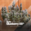 Image of multiple cannabis plants with densely packed purple and green buds, named "Auto Glueberry OG" by Dutch Passion, a hybrid variety described as "Glueberry O.G. x Auto Blueberry".