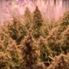 Close-up of lush cannabis plants named Auto Glueberry OG, showing dense clusters of mature buds.