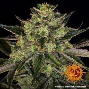 Feminized Seeds Gorilla Zkittlez type from Barneys Farm Seeds.