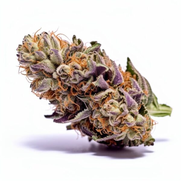 Close-up of a cannabis bud displaying vibrant colors with purple hues and orange pistils.