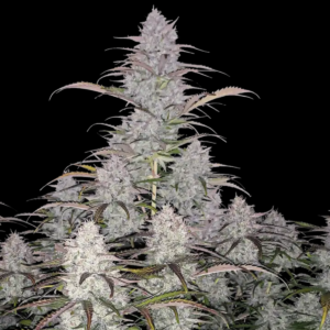 Green Crack Automatic seeds from Fast Buds Seeds